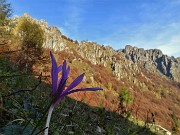 15 Colchico d'autunno 